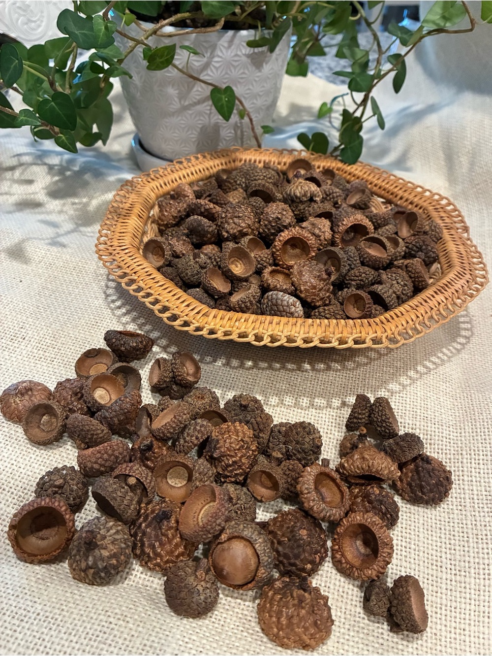 Natural Acorn Caps Lot 200+ Caps for Crafting, Decoration and DIY Projects
